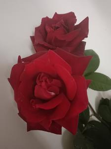 冤大头逆袭记后续