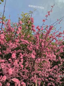 相随相忆何知否小说全本免费阅读